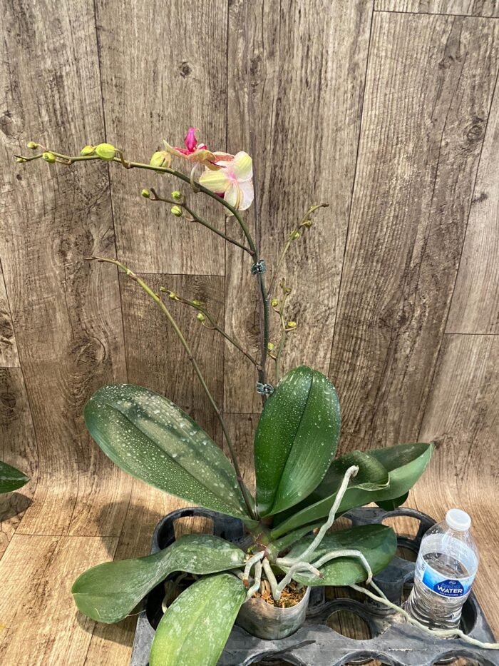 Multi- Spikes Phalaenopsis OX Red Seasame Huge Plant (4.5" pot) - Image 7