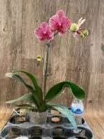 In Spike Phalaenopsis OX Red Seasame (4.5" pot) - Image 3