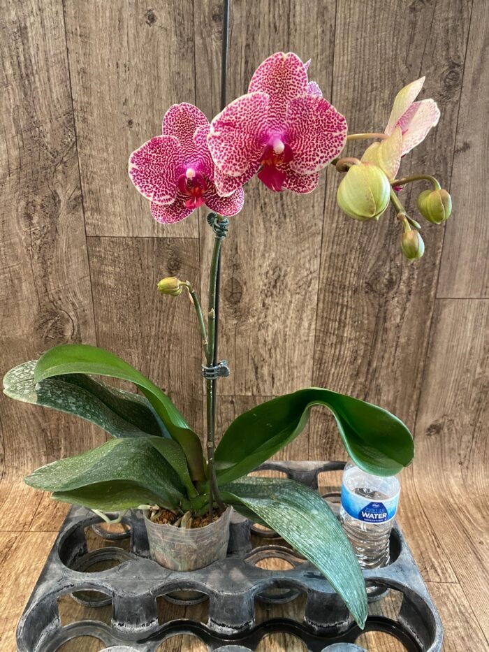 In Spike Phalaenopsis OX Red Seasame (4.5" pot) - Image 4