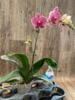In Spike Phalaenopsis OX Red Seasame (4.5" pot) - Image 5
