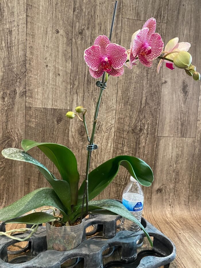 In Spike Phalaenopsis OX Red Seasame (4.5" pot) - Image 5