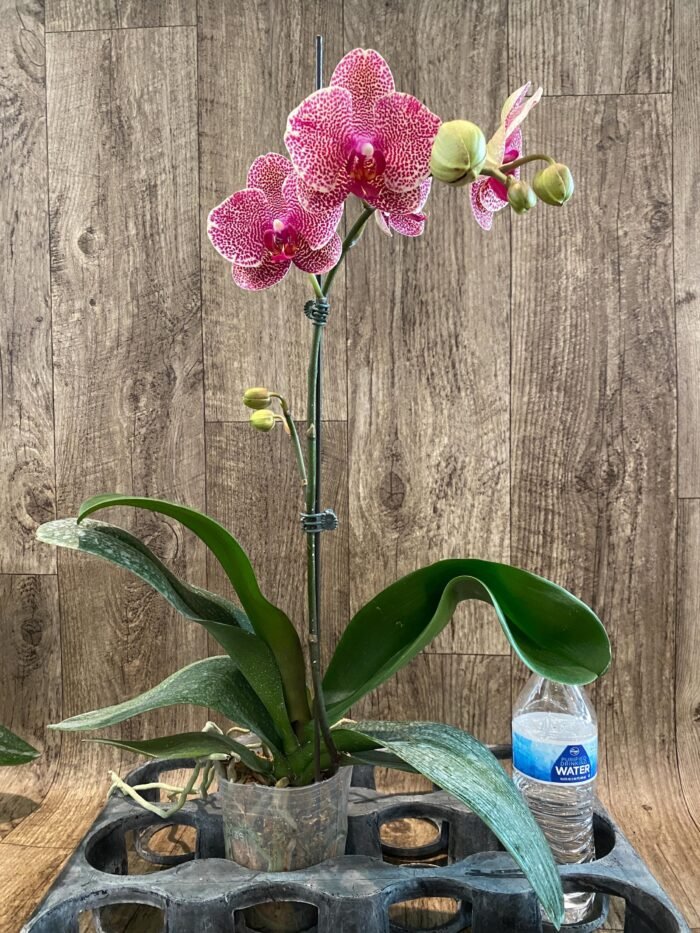 In Spike Phalaenopsis OX Red Seasame (4.5" pot) - Image 6