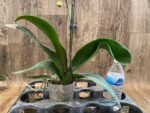 In Spike Phalaenopsis OX Red Seasame (4.5" pot) - Image 7