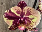 Rare Form In Spike Phalaenopsis I-Hsin The Big Bang Spike 33” Tall (4.5" pot)