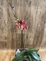 Rare Form In Spike Phalaenopsis I-Hsin The Big Bang Spike 33” Tall (4.5" pot) - Image 6