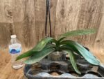 Rare Form In Spike Phalaenopsis I-Hsin The Big Bang Spike 33” Tall (4.5" pot) - Image 7
