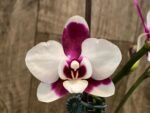 Multi Spikes Phalaenopsis Shu Long (4.5" pot)
