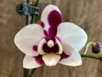 Multi Spikes Phalaenopsis Shu Long (4.5" pot) - Image 2