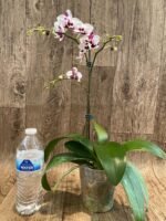 Multi Spikes Phalaenopsis Shu Long (4.5" pot) - Image 7