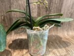 Multi Spikes Phalaenopis KS Big Diana (4.5" pot) - Image 8