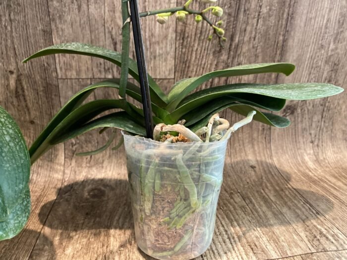 Multi Spikes Phalaenopis KS Big Diana (4.5" pot) - Image 8