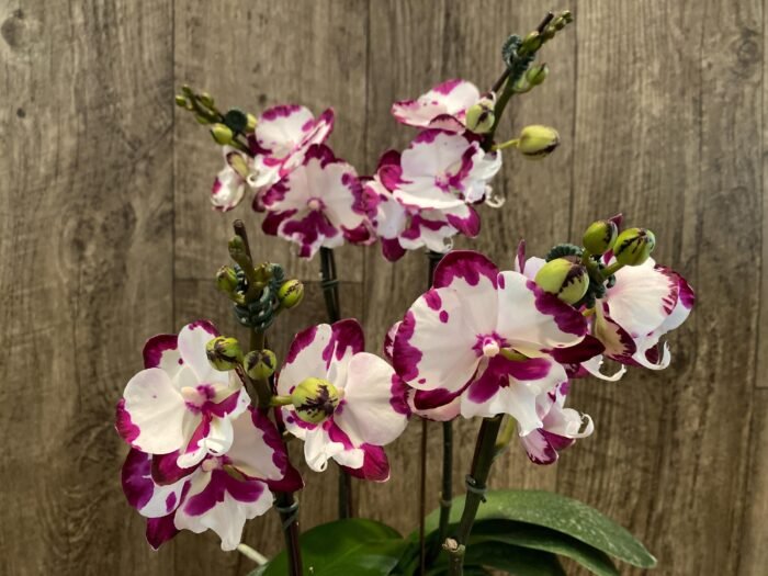 Double Spikes Phalaenopis MS Happy Brain (4.5" pot) - Image 2