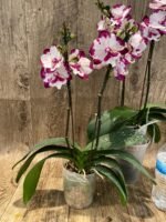 Double Spikes Phalaenopis MS Happy Brain (4.5" pot) - Image 3
