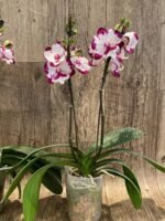 Double Spikes Phalaenopis MS Happy Brain (4.5" pot) - Image 5