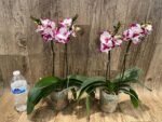 Double Spikes Phalaenopis MS Happy Brain (4.5" pot) - Image 7