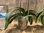 Double Spikes Phalaenopis MS Happy Brain (4.5" pot) - Image 9
