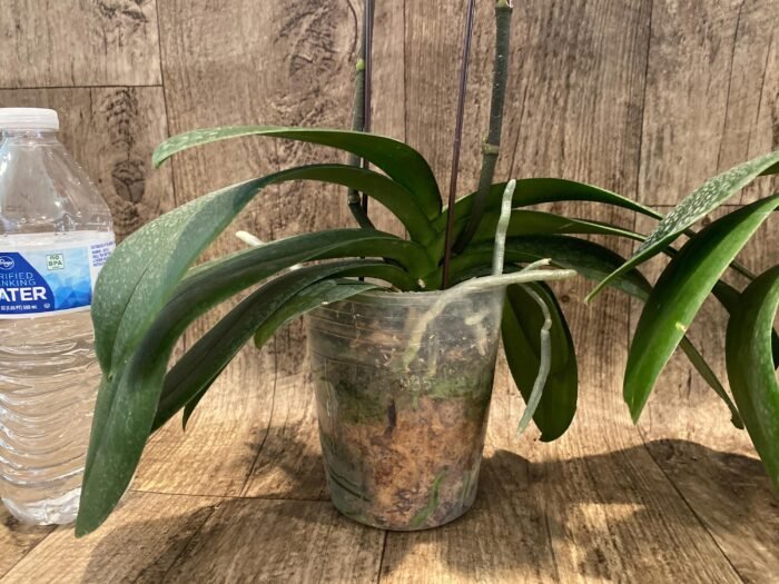 Double Spikes Phalaenopis MS Happy Brain (4.5" pot) - Image 9