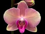 Double Spikes Phalaenopsis OX Little Beauty Spash (4" Pot) - Image 2