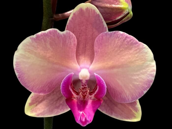 Double Spikes Phalaenopsis OX Little Beauty Spash  (4" Pot) - Image 2