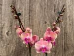Double Spikes Phalaenopsis OX Little Beauty Spash (4" Pot) - Image 5