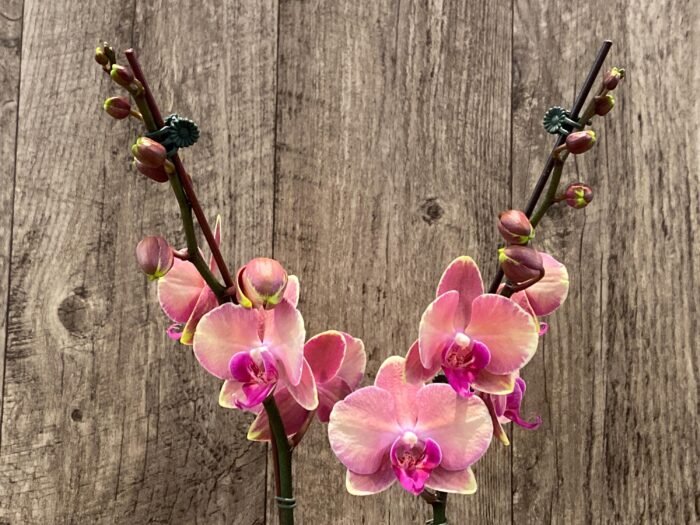 Double Spikes Phalaenopsis OX Little Beauty Spash  (4" Pot) - Image 5