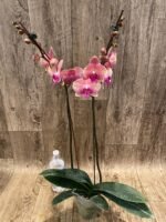 Double Spikes Phalaenopsis OX Little Beauty Spash (4" Pot) - Image 6