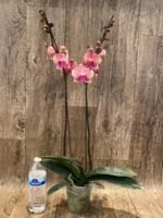 Double Spikes Phalaenopsis OX Little Beauty Spash (4" Pot) - Image 7