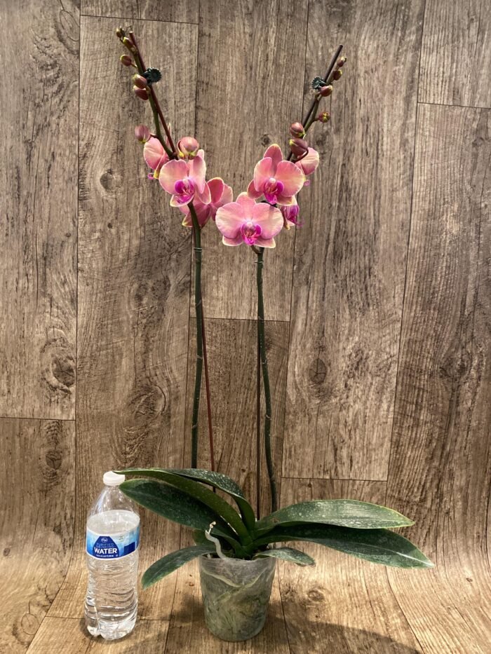 Double Spikes Phalaenopsis OX Little Beauty Spash  (4" Pot) - Image 7