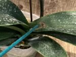 Double Spikes Phalaenopsis OX Little Beauty Spash (4" Pot) - Image 9