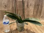 Double Spikes Phalaenopsis OX Little Beauty Spash (4" Pot) - Image 10