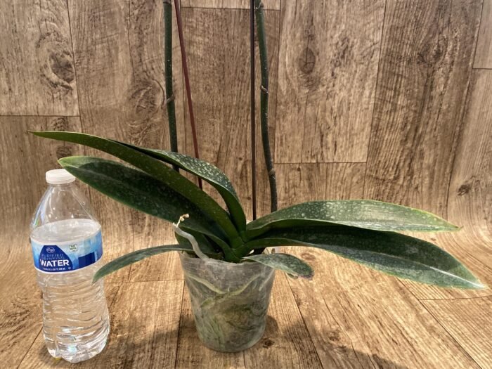 Double Spikes Phalaenopsis OX Little Beauty Spash  (4" Pot) - Image 10