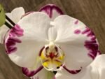39” Tall Spikes Phalaenopsis Arctic Fox (4.5" pot) - Image 5