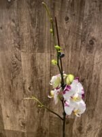 39” Tall Spikes Phalaenopsis Arctic Fox (4.5" pot) - Image 9