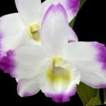 In Bloom - Dendrobium Lucky Angel ‘Smash' (4.5” pot)