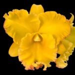 Fragrant Rlc. Siam Pacific Delight (5" pot)