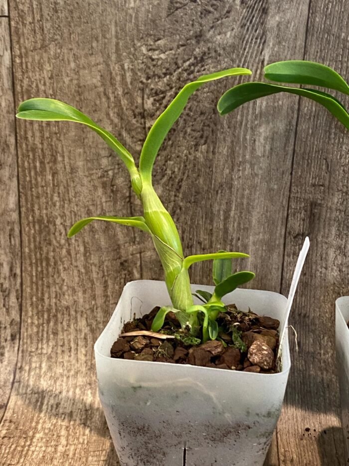 Caularthron bicornutum × self (3.5” Pot) - Image 4