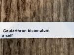 Caularthron bicornutum × self (3.5” Pot) - Image 7