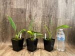 Lycaste powellii × Lycaste cruenta (3.5” pot) - Image 2