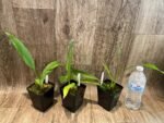 Lycaste powellii × Lycaste cruenta (3.5” pot) - Image 3