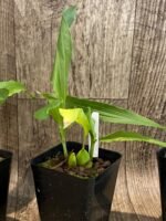 Lycaste powellii × Lycaste cruenta (3.5” pot) - Image 5
