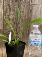 Lycaste powellii × Lycaste cruenta (3.5” pot) - Image 6