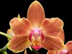 Double Spikes Phalaenopsis Chingruey's Goldstaff' ‘Peloric’ (4.5" pot)