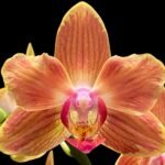 Double Spikes Phalaenopsis Chingruey's Goldstaff' ‘Peloric’ (4.5" pot)