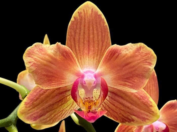 Double Spikes Phalaenopsis Chingruey's Goldstaff' ‘Peloric’ (4.5" pot) - Image 1