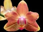 Double Spikes Phalaenopsis Chingruey's Goldstaff' ‘Peloric’ (4.5" pot) - Image 2