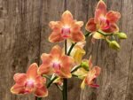 Double Spikes Phalaenopsis Chingruey's Goldstaff' ‘Peloric’ (4.5" pot) - Image 3