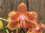 Double Spikes Phalaenopsis Chingruey's Goldstaff' ‘Peloric’ (4.5" pot) - Image 4