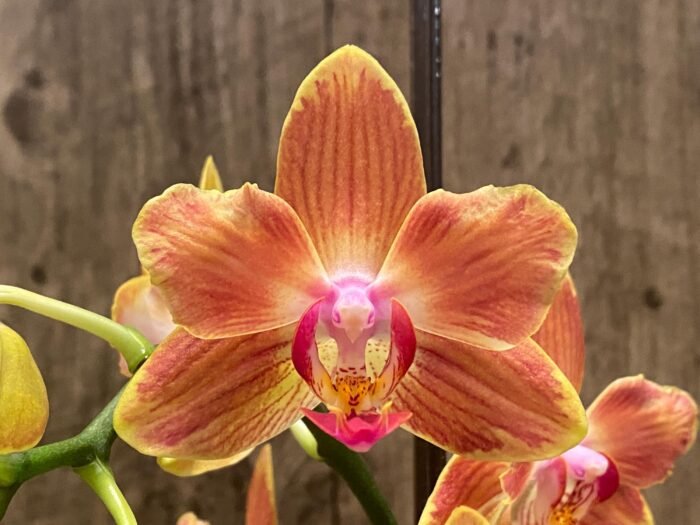 Double Spikes Phalaenopsis Chingruey's Goldstaff' ‘Peloric’ (4.5" pot) - Image 4