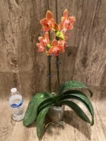 Double Spikes Phalaenopsis Chingruey's Goldstaff' ‘Peloric’ (4.5" pot) - Image 7