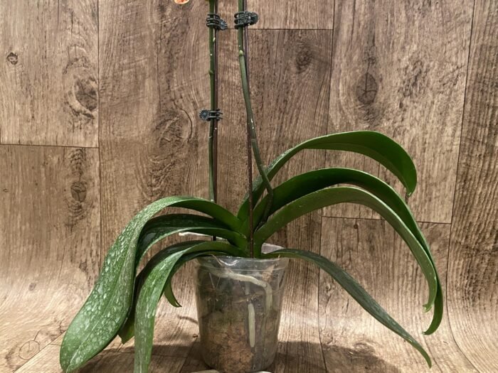 Double Spikes Phalaenopsis Chingruey's Goldstaff' ‘Peloric’ (4.5" pot) - Image 8